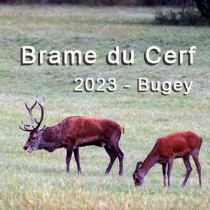 Brame 2023 Bugey
