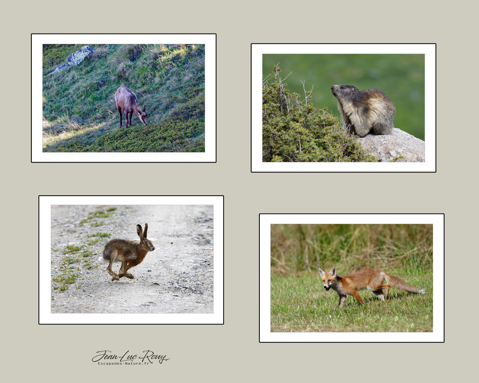 Rouy Jean-Luc - Photographie - Escapades Nature