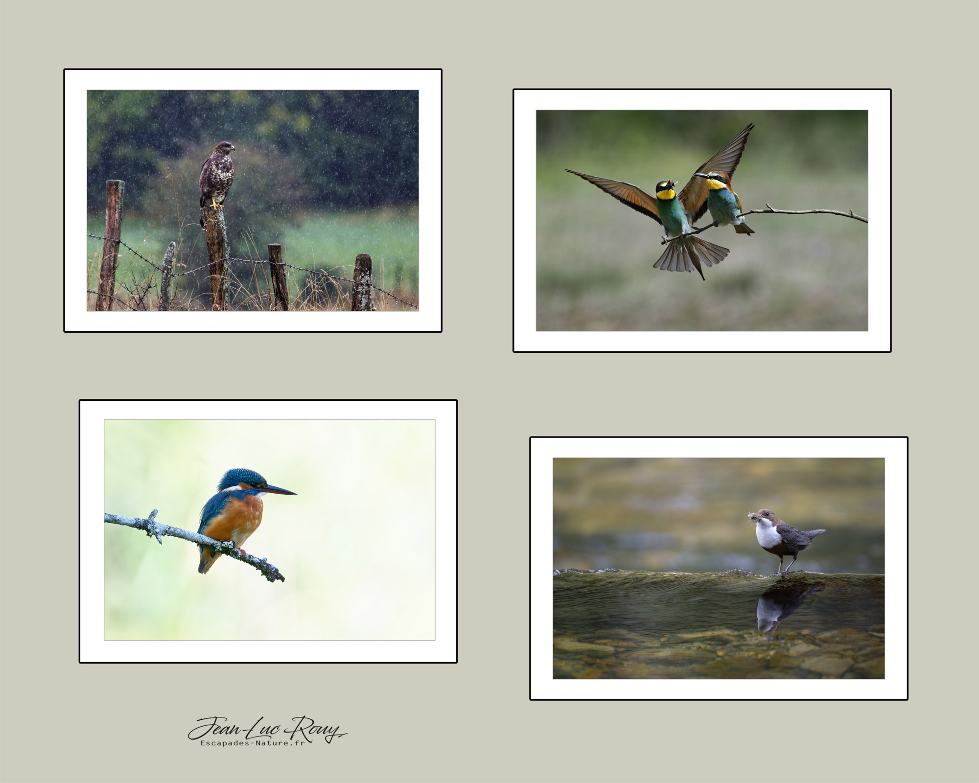 Rouy Jean-Luc - Photographie - Escapades Nature