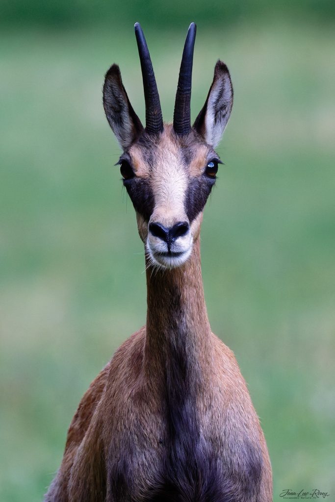 Portrait d'un chamois - Plateau d'Hauteville - © Jean-Luc ROUY Photographe