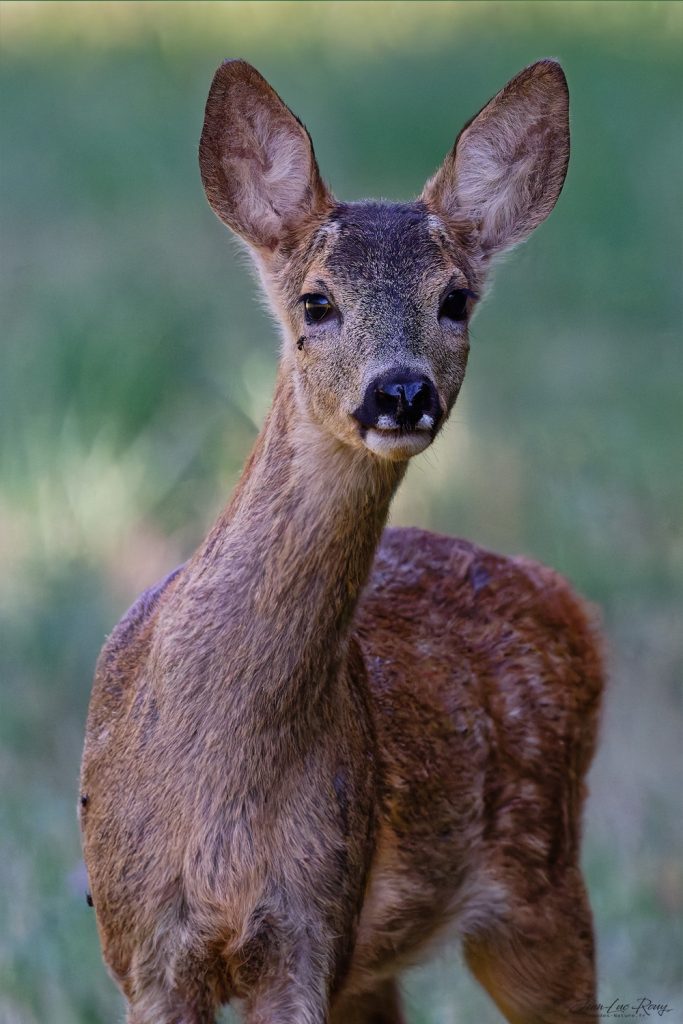Portrait d'un chevreuil - Plateau d'Hauteville - © Jean-Luc ROUY Photographe
