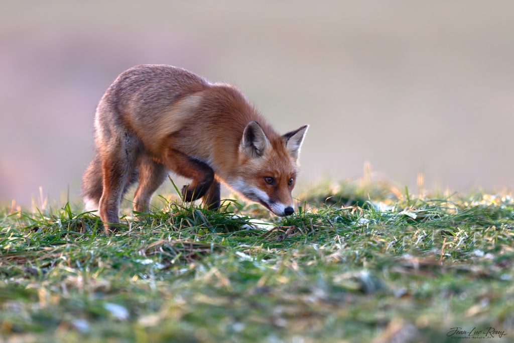Renard en chasse - Plateau d'Hauteville - © Jean-Luc ROUY Photographe