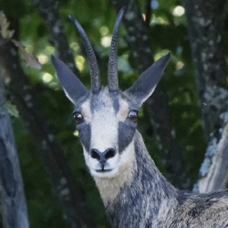 Bugey chamois-1