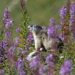 fleurs-de-vanoise-marmotte-vignette